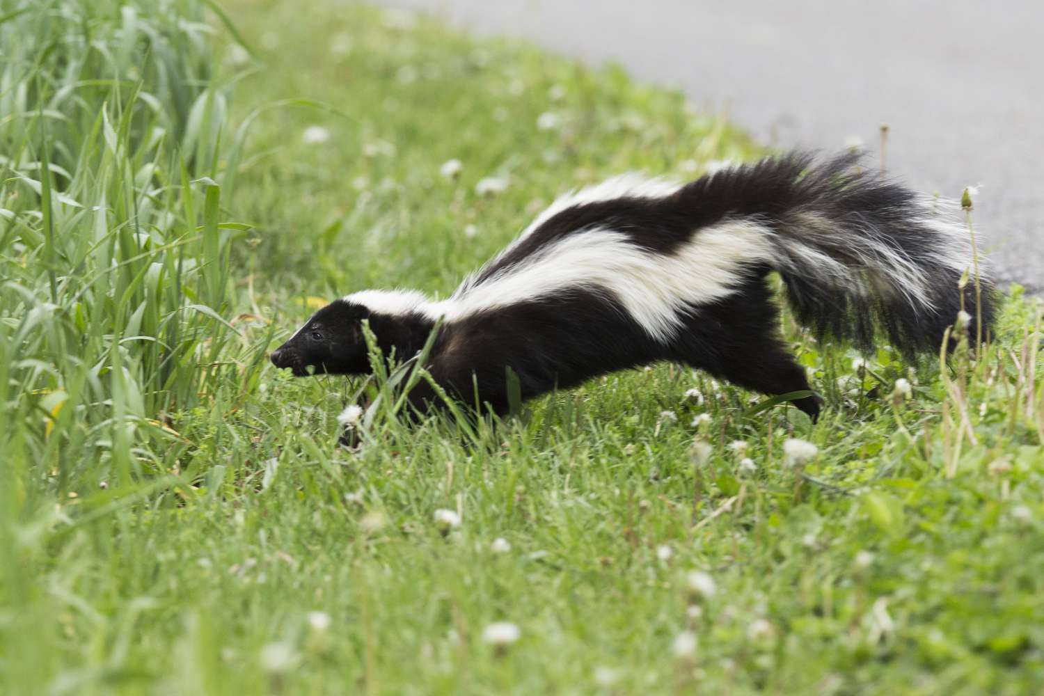 Dlaczego Skunksy uwalniają śmierdzące zapachy? Wyjaśnienie