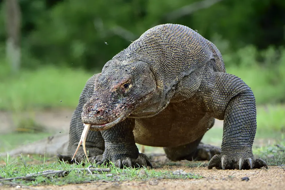 Waran z komodo – specyfika, wygląd, cechy