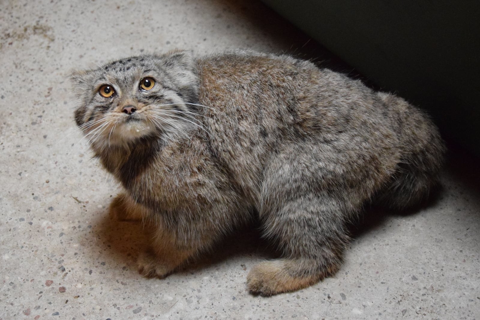 manul magellan