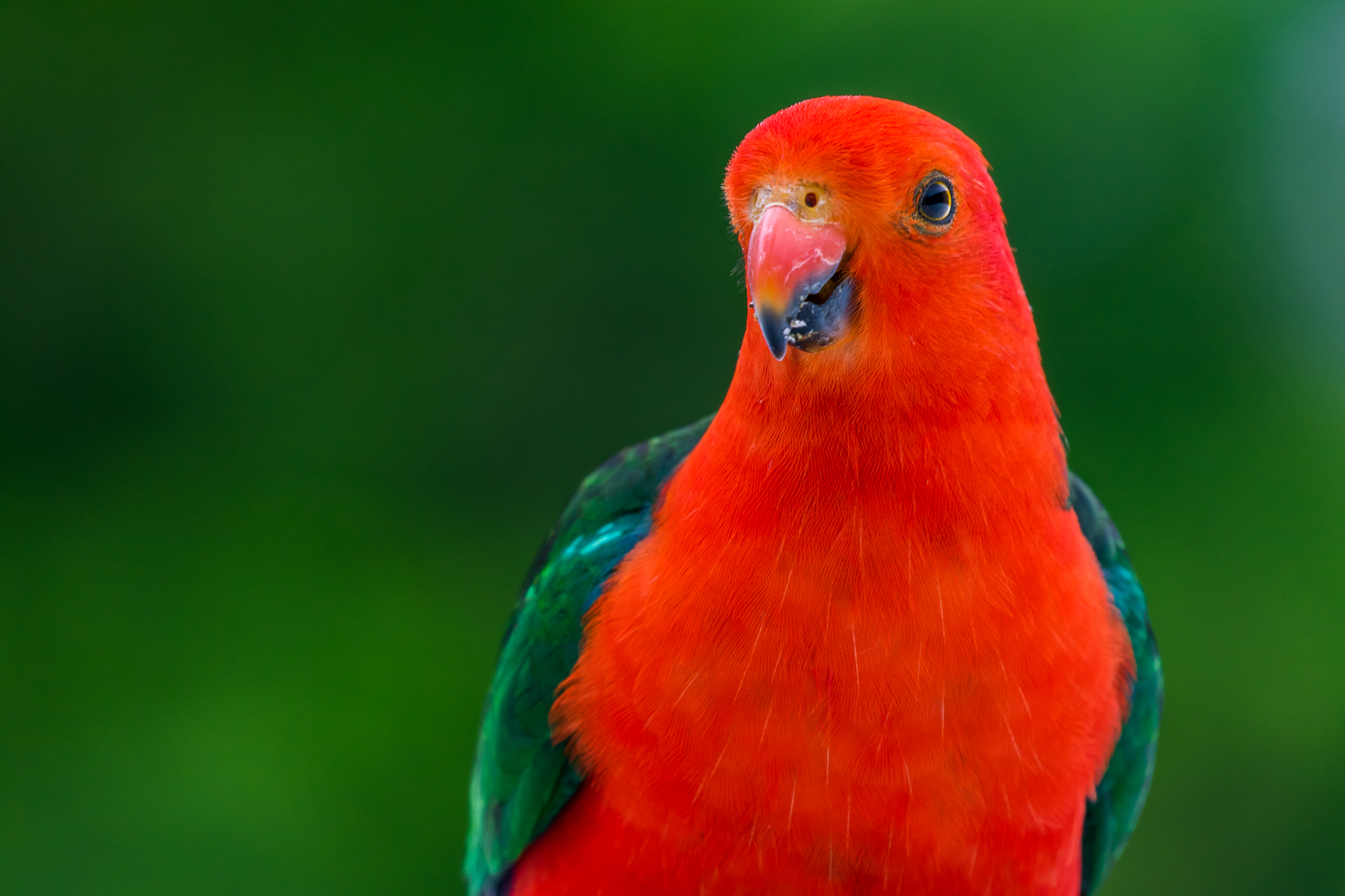 Czy papugi śmierdzą? O higienie hodowli papug słów kilka🦜