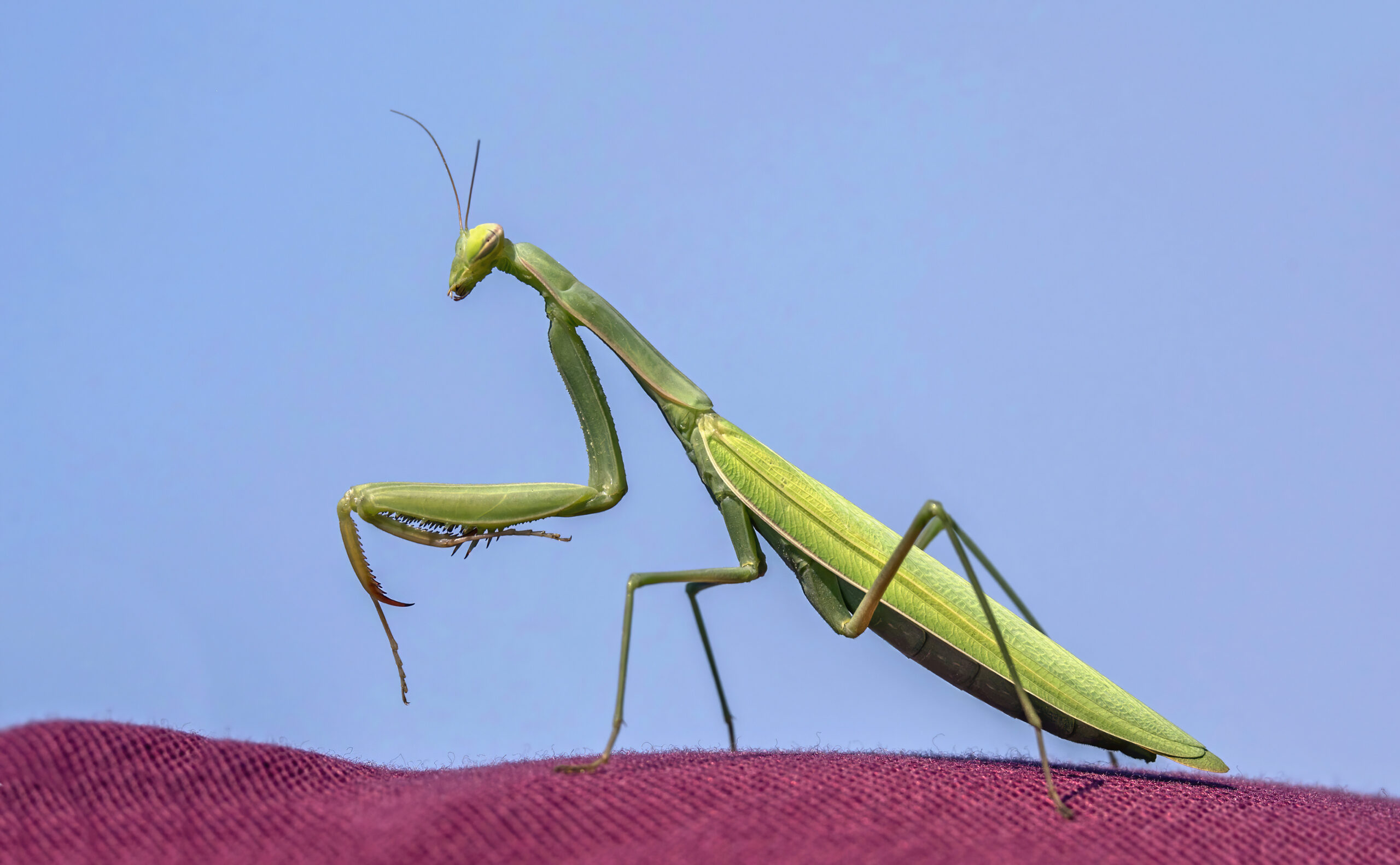 Modliszka – wygląd, charakterystyka, specyfika 🦗