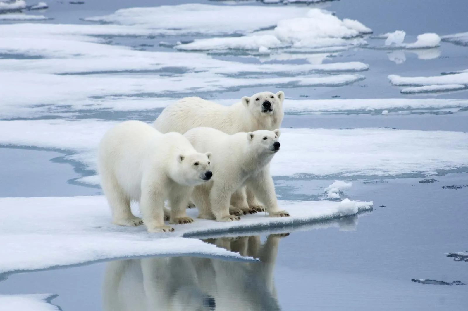 Niedźwiedź polarny – wygląd, charakterystyka, specyfika 🐻‍❄️