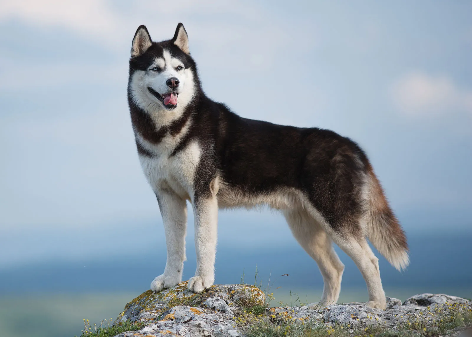 husky na skale