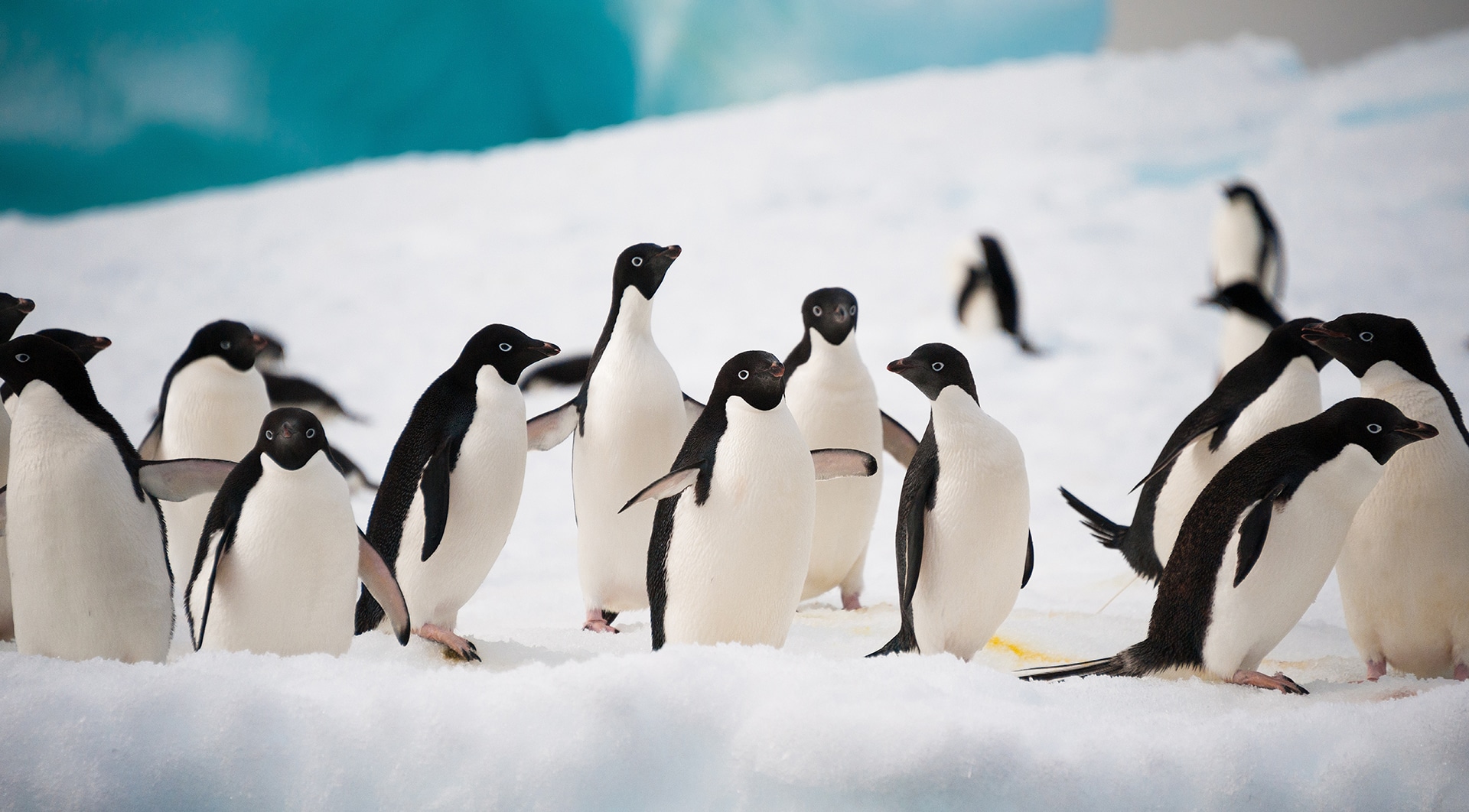 Czy na Antarktydzie żyją jakieś zwierzęta? 🐧