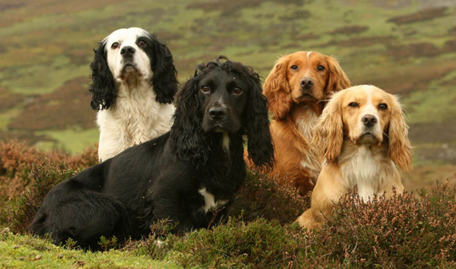 Spaniele – Gatunki i charakterystyka 🐕