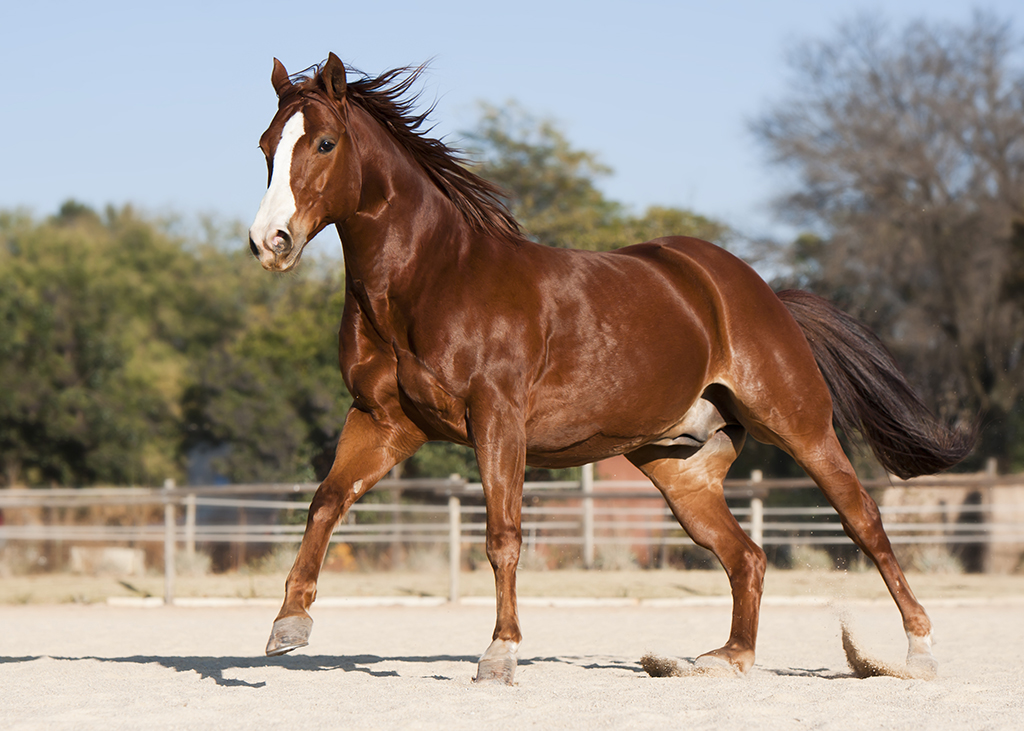 Rzadkie imiona dla koni 🐎