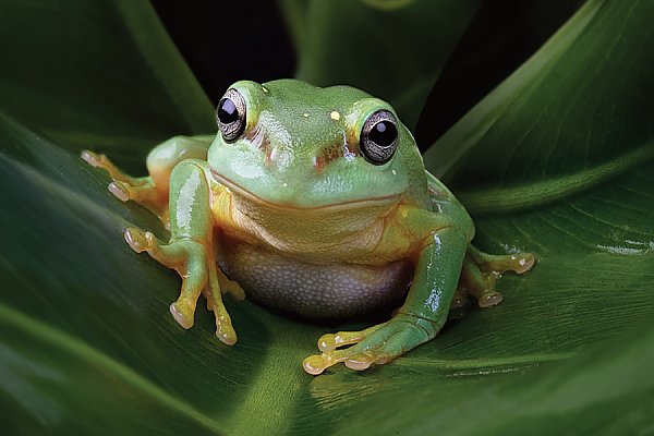 Jak nazywa się samiec żaby? Wyjaśniamy 🐸