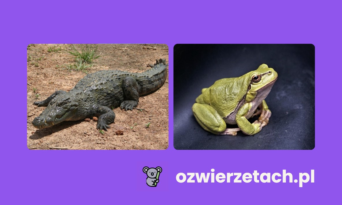 Gady vs Płazy – Czym się różnią? 🐊🐸