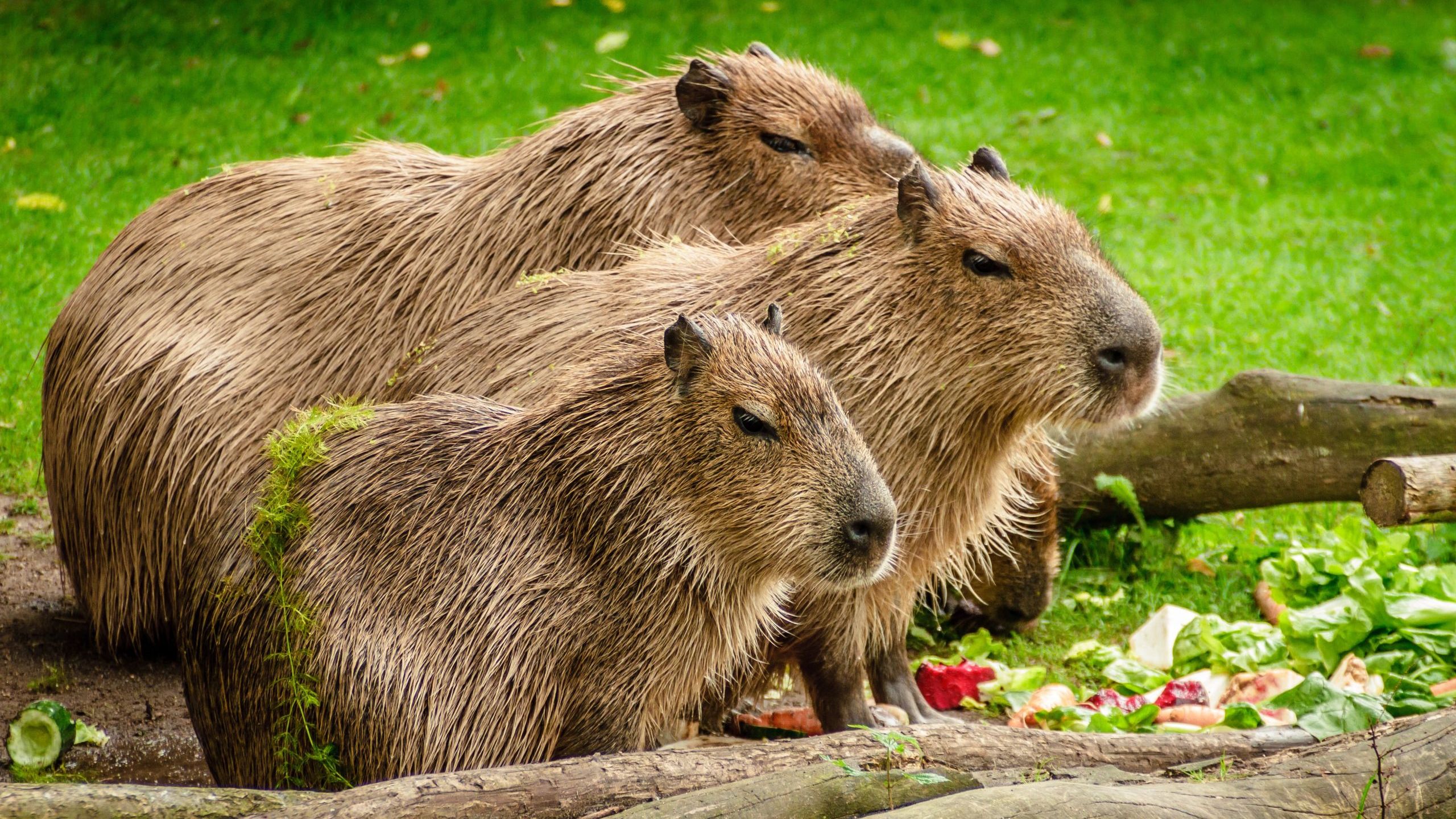 Ile kosztuje kapibara? – Cena i koszty hodowli największego gryzonia świata 🐾