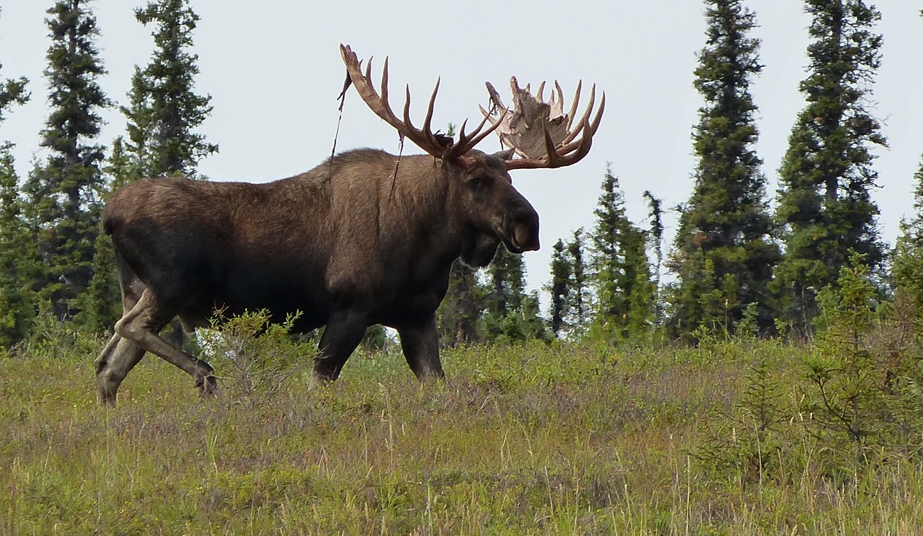 Ile waży łoś? 🦌