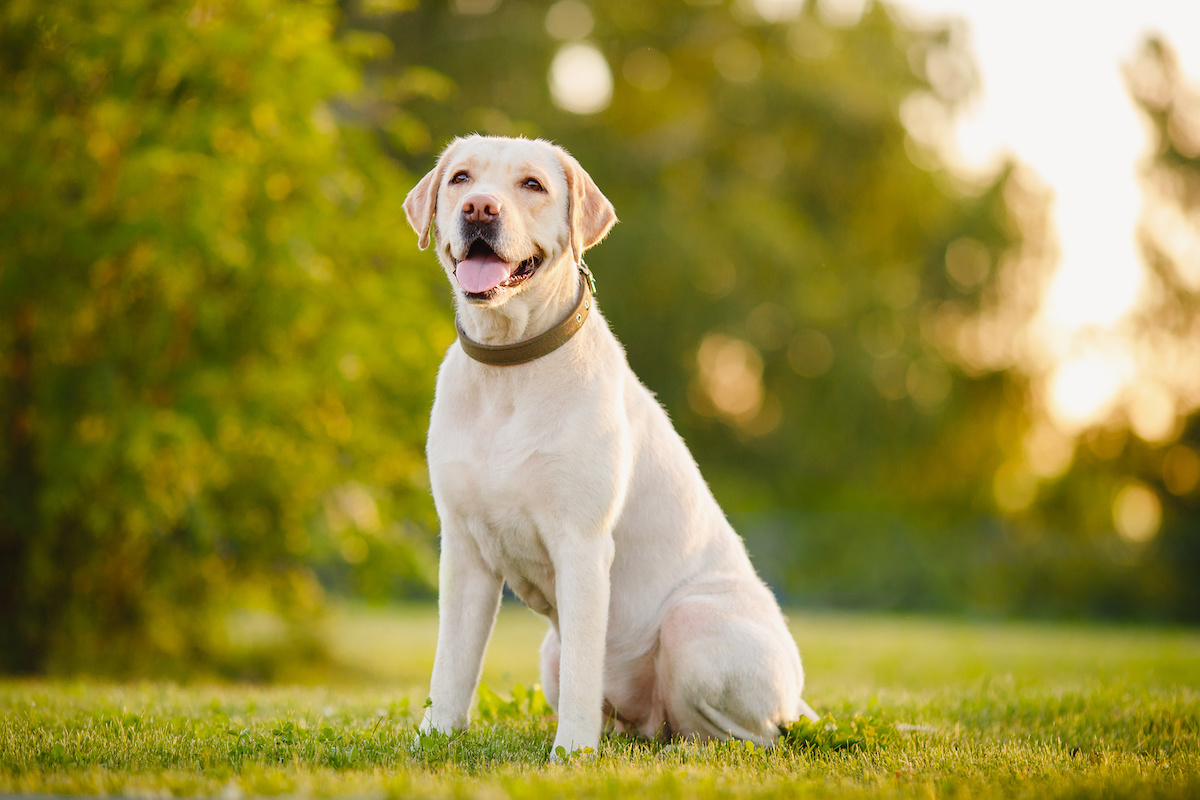 labrador w ogrodzie