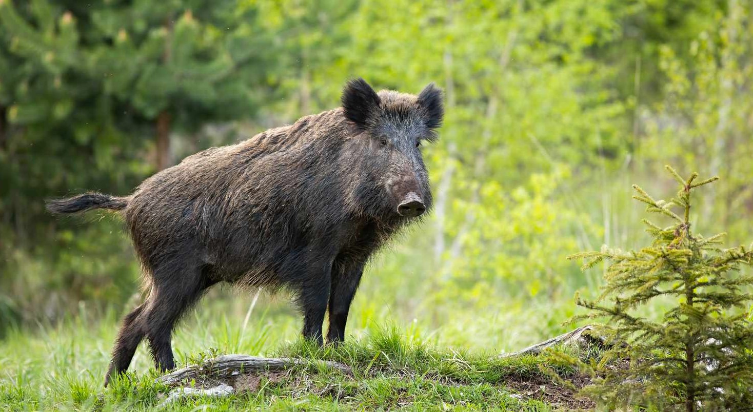 Czy dziki są pod ochroną? Przegląd przepisów, zagrożeń i zarządzania populacją 🐗