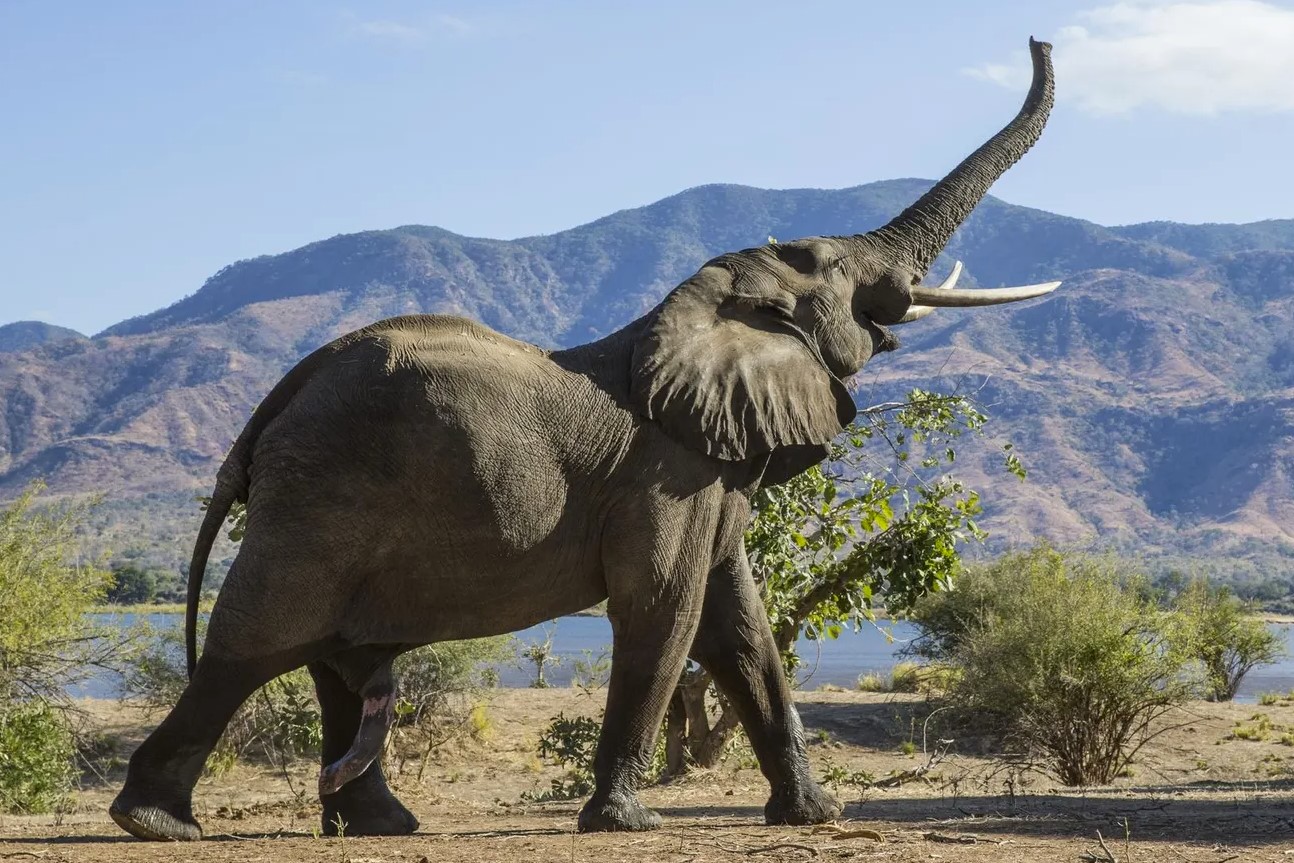 Do czego służy słoniom trąba? 🐘