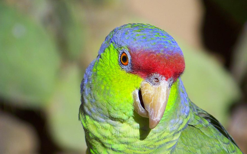 Jak papuga okazuje radość? Zachowania szczęśliwej papugi 🦜