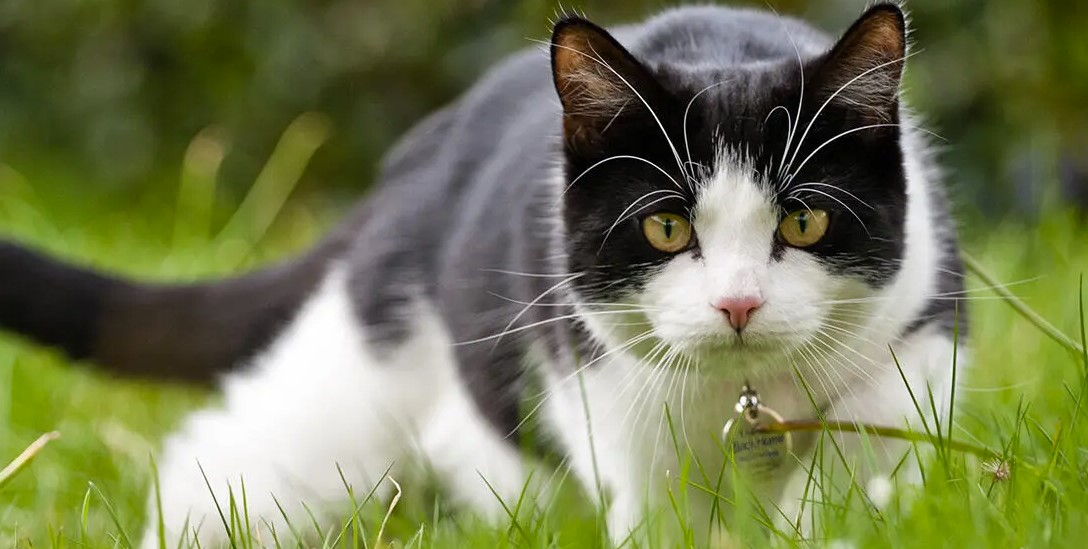 Po czym rozpoznać, że kot jest zły? 🐾😾